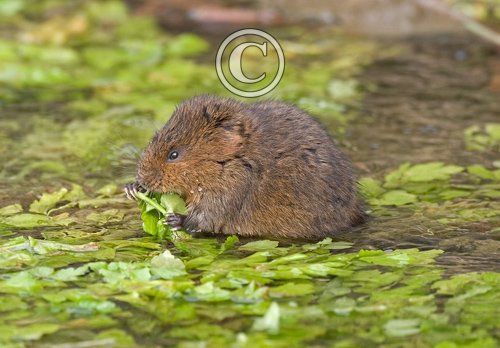 Water Vole DM0370